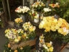 local-flower-shop-2-800