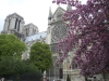 notre-dame-in-spring-03-800